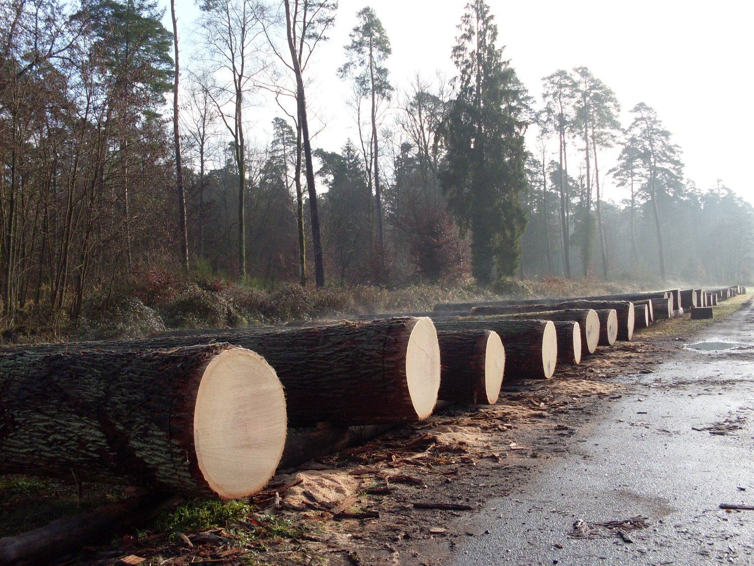 Damenstraße__Panorama