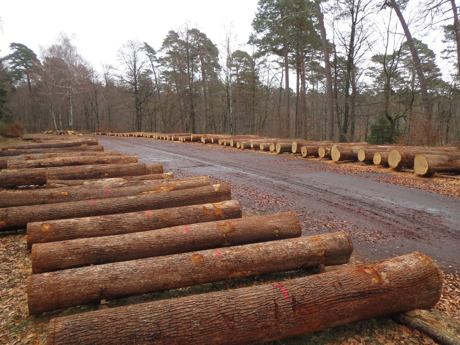 Mühlenberger Ebene__Panorama